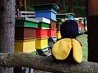 Bild: Besuch in der bunten Bienenstadt!&nbsp;&ndash; Klick zum Vergr&ouml;&szlig;ern